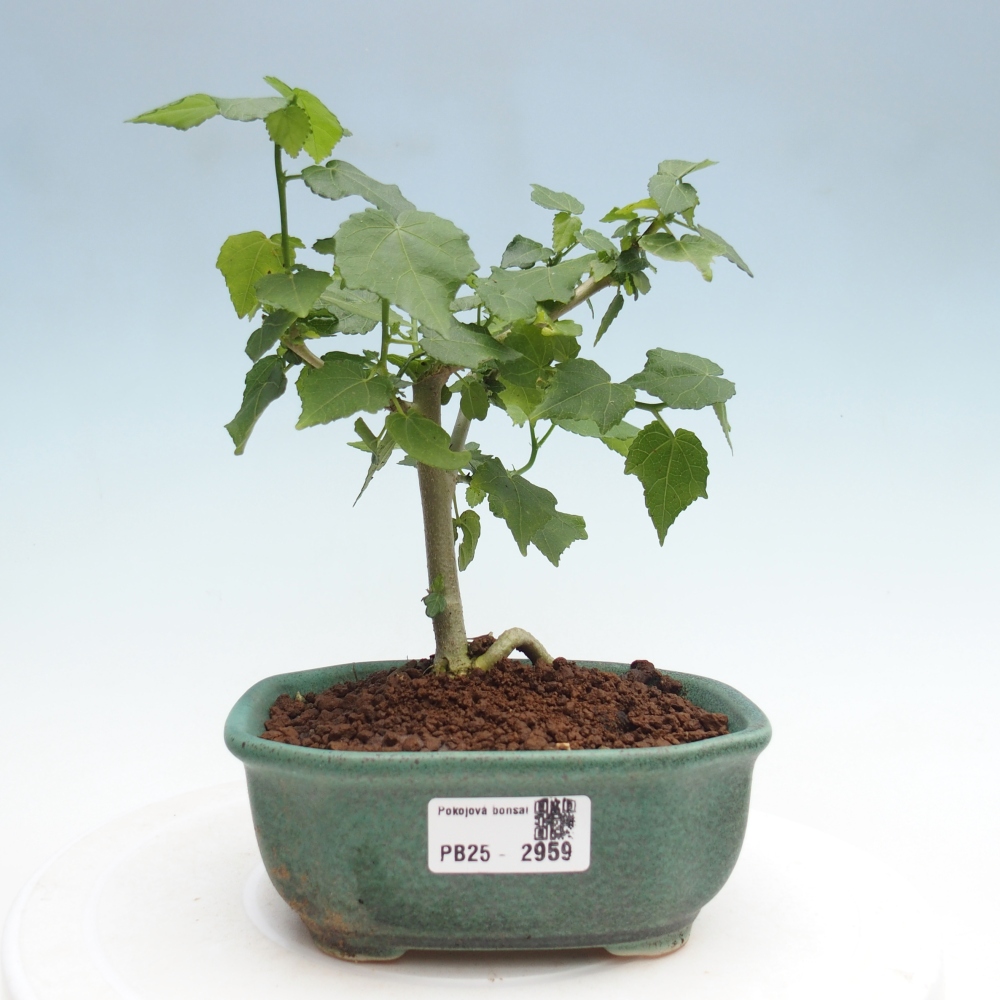 Bonsai voor binnen - Malvaviscus arboreus