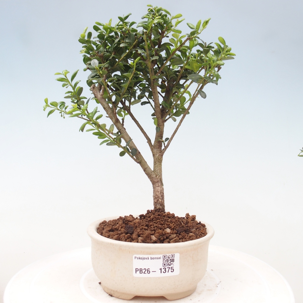 Kamerbonsai - Ilex crenata - Hulst