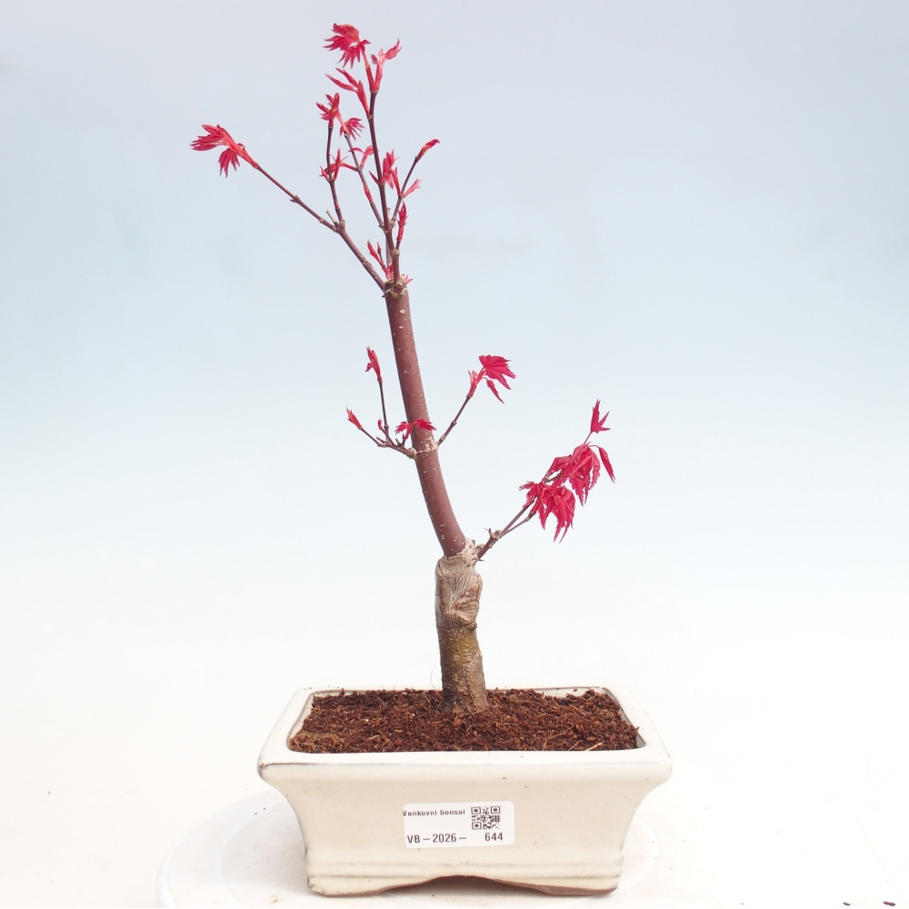 Bonsai voor buiten - Acer palmatum DESHOJO