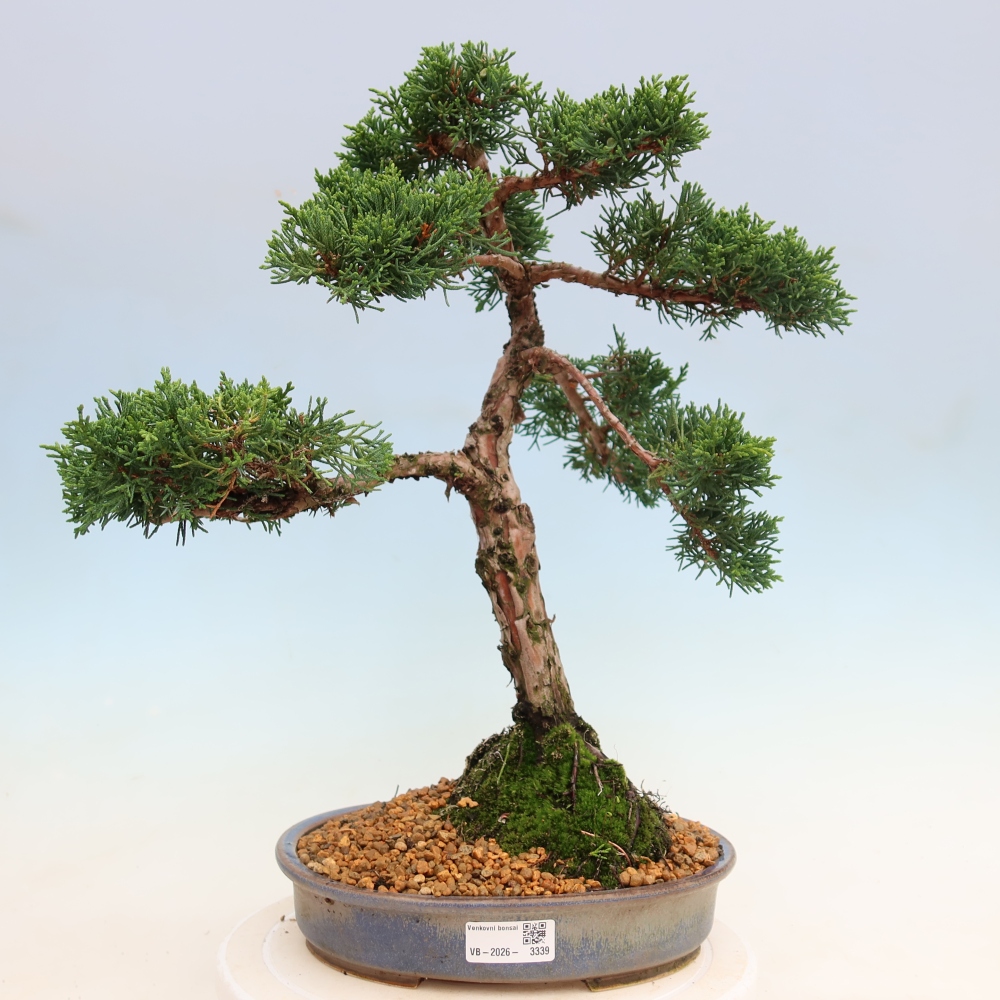Bonsai voor buiten - Juniperus chinensis Kishu