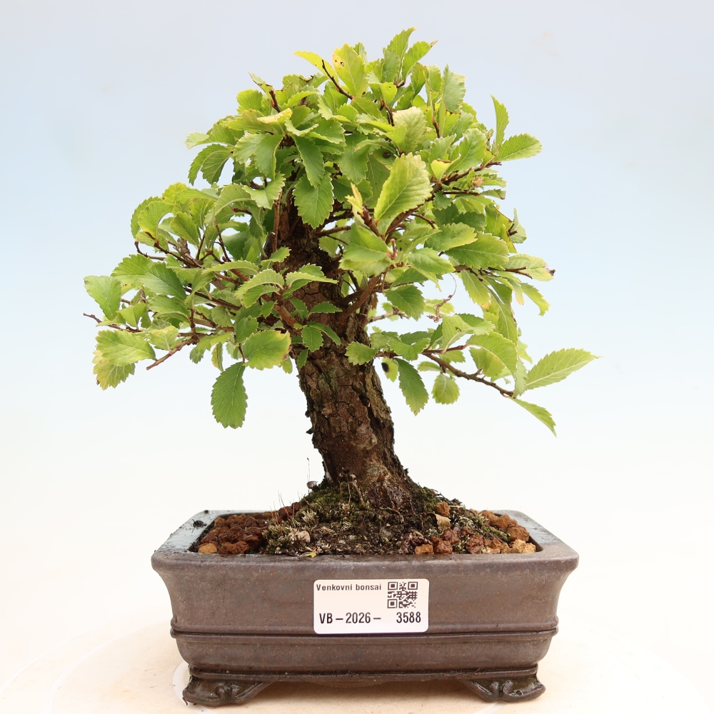 Bonsai voor buiten - Zelkova - Zelkova NIRE