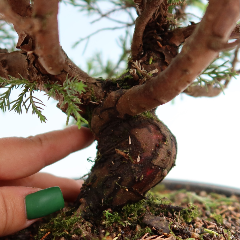 Bonsai voor buiten - Juniperus chinensis Itoigawa-Juniperus chinensis