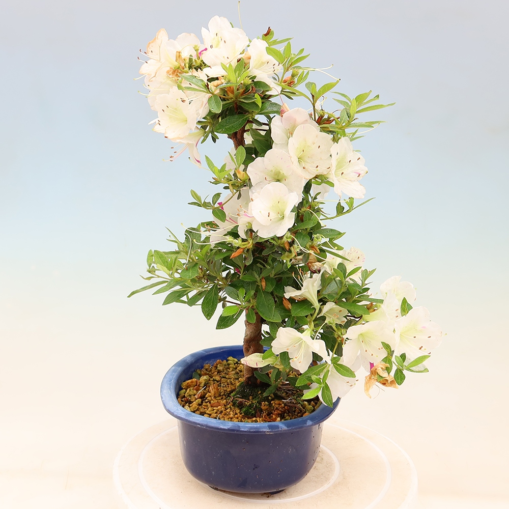 Bonsai voor buiten - Japanse Azalea - Azalea Yukigesho