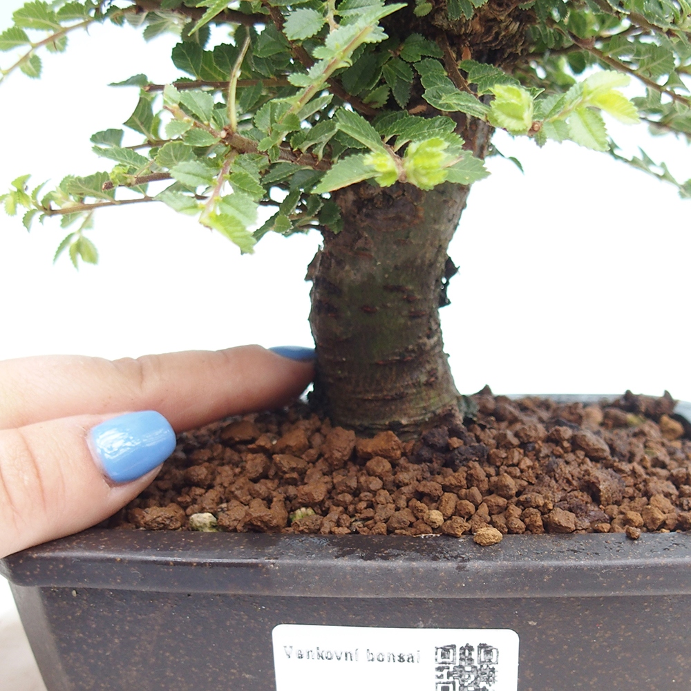Bonsai voor buiten - Ulmus parvifolia Hokkaido - Chinese iep
