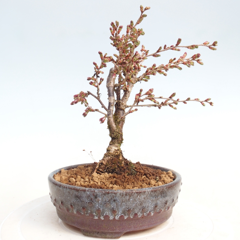 Bonsai voor buiten - Prunus incisa Kojou-no mai-Plivon uitgesneden