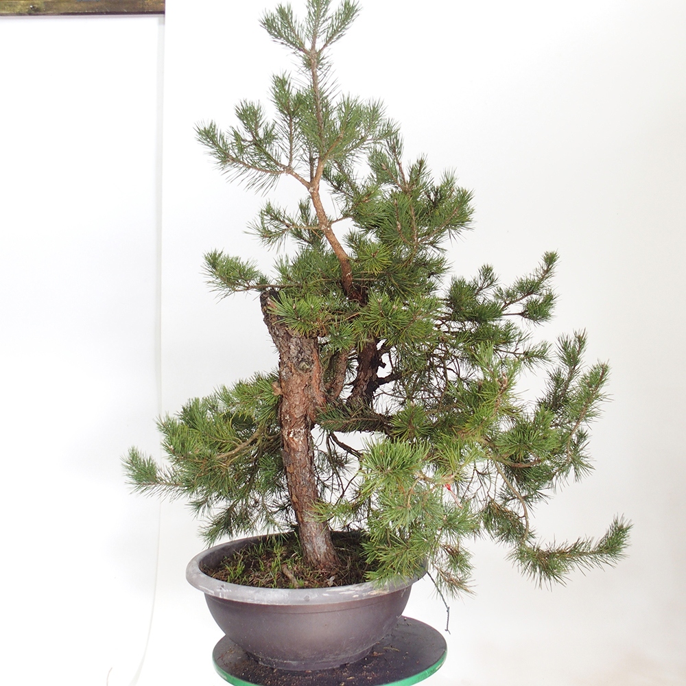 Yamadori - Pinus sylvestris Spanje