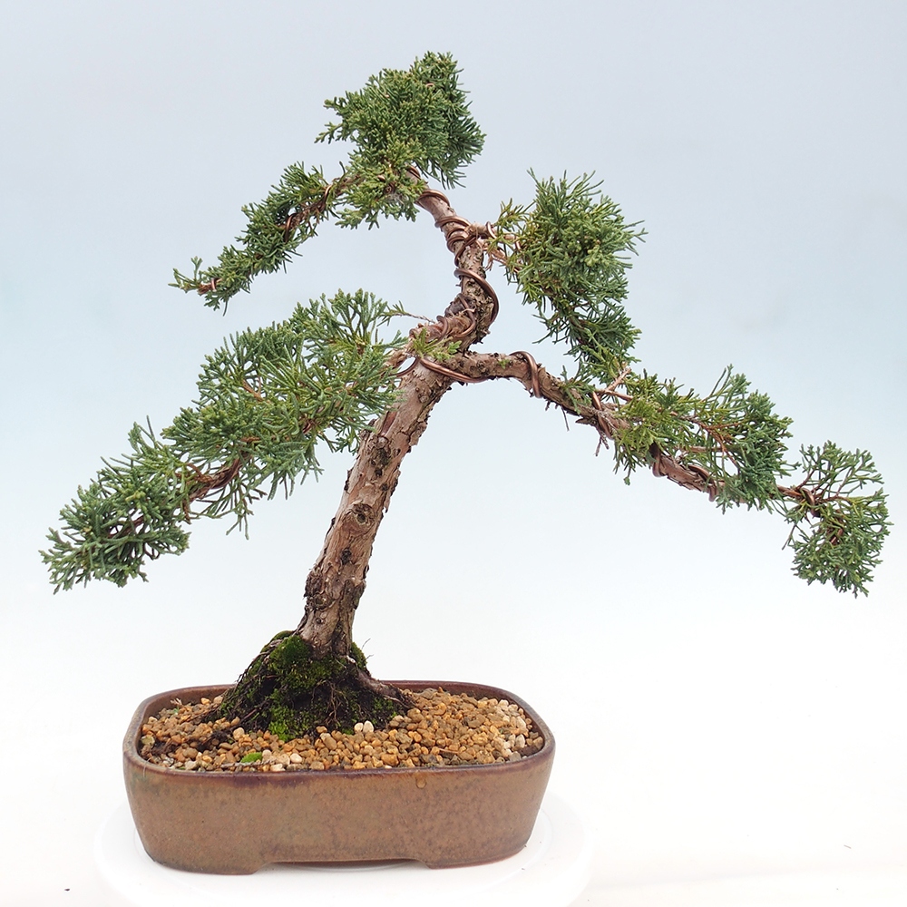 Bonsai voor buiten - Juniperus chinensis Kishu