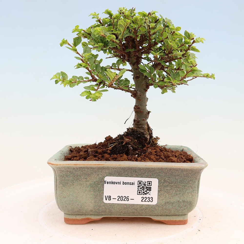 Bonsai voor buiten - Ulmus parvifolia Sagei - Kleinbladige iep