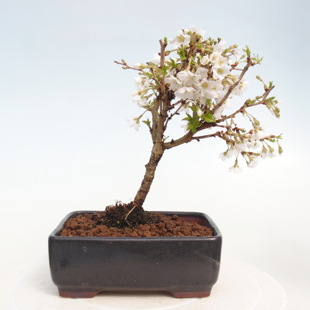 Bonsai voor buiten - Prunus incisa Kojou-no mai-Plivon uitgesneden