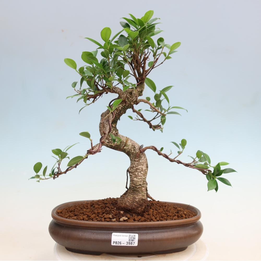 Kamerbonsai - Ficus kimmen - kleinbladige ficus