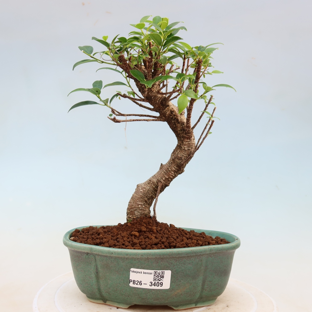 Kamerbonsai - Ficus kimmen - kleinbladige ficus