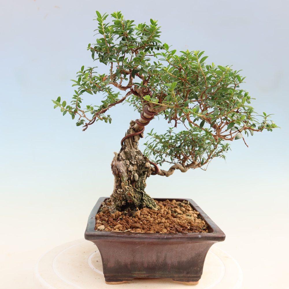 Kamerbonsai - Myrtus communis - Mirte