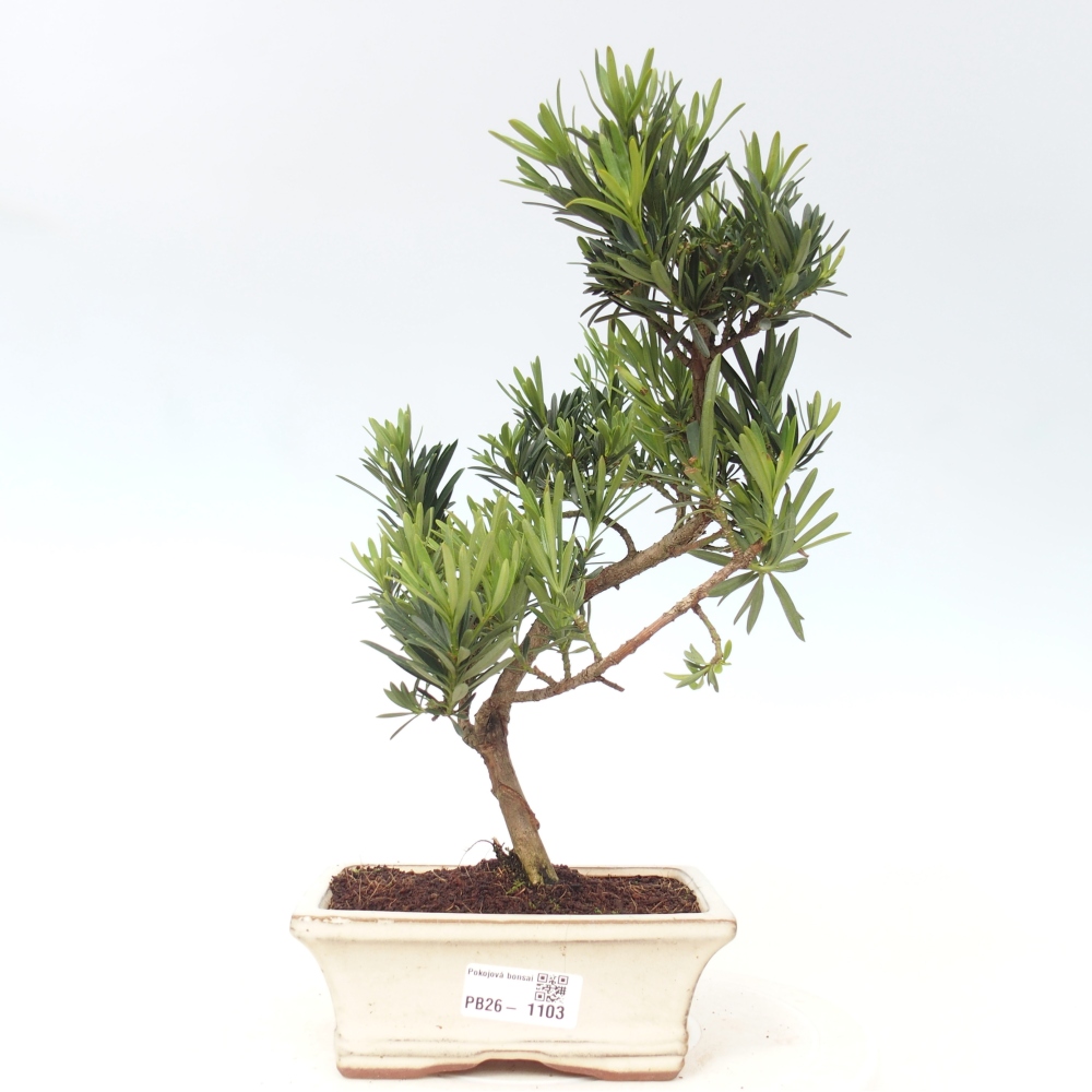 Kamerbonsai - Podocarpus - Taxus