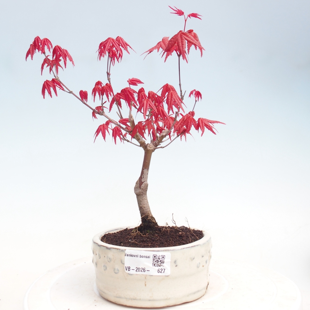 Bonsai voor buiten - Acer palmatum DESHOJO