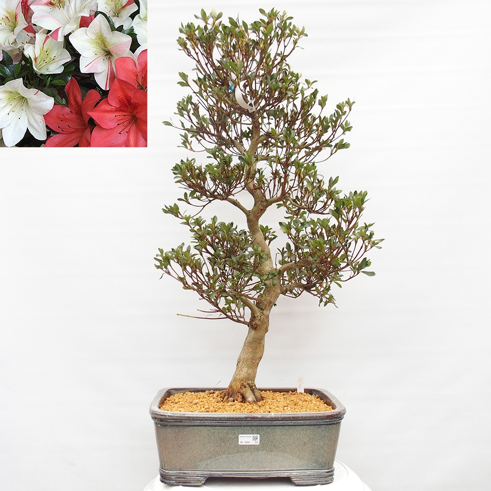 Bonsai voor buiten - Japanse Azalea - Azalea Saishun