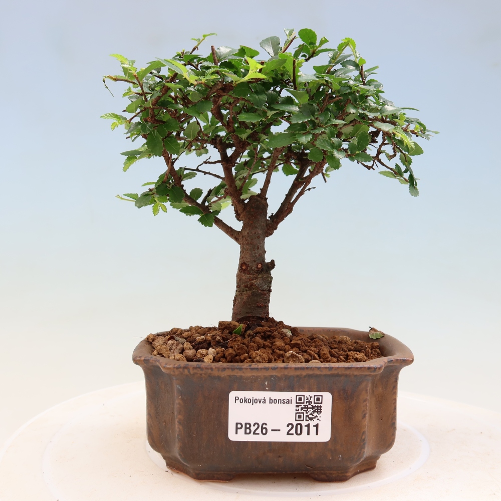 Kamerbonsai - Ulmus parvifolia - Winteriep