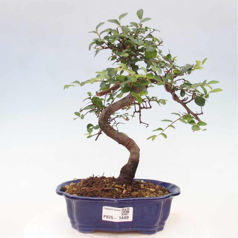 Kamerbonsai - Ulmus parvifolia - Winteriep