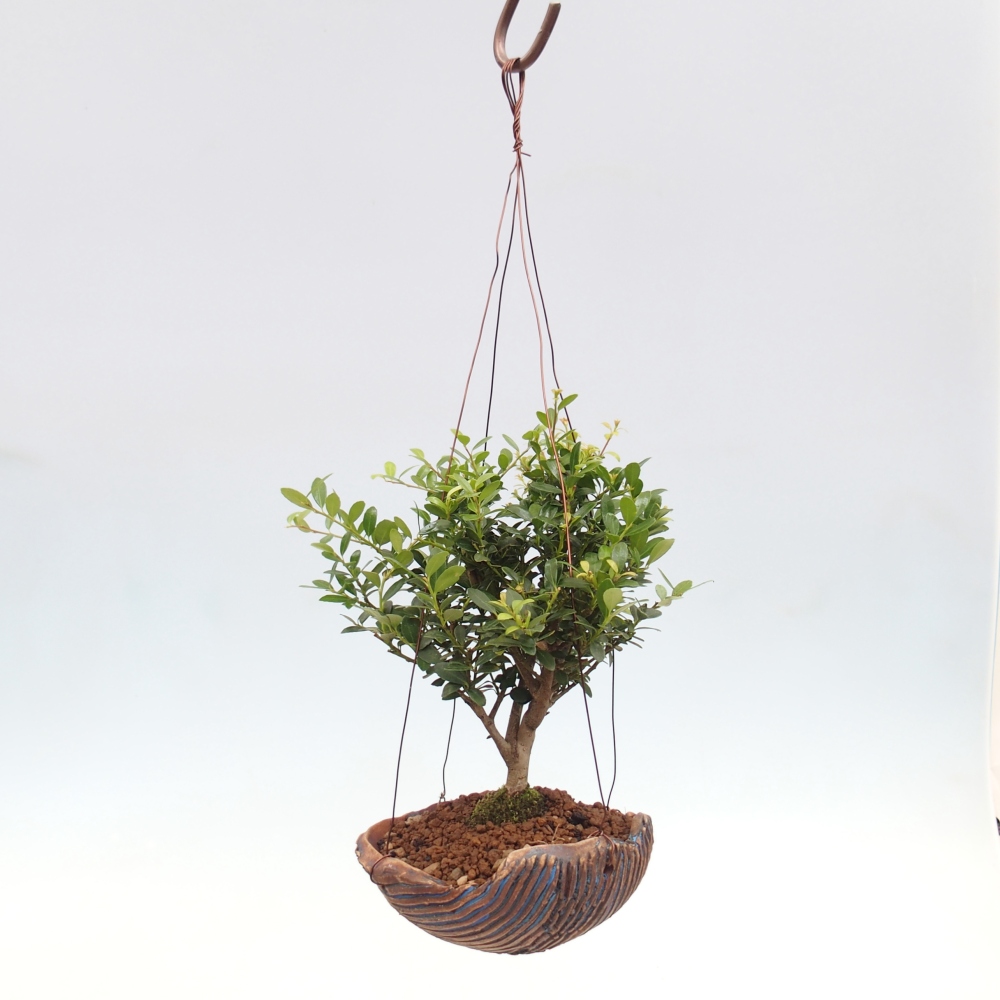 Kokedama in keramiek - Ilex crenata - Hulst