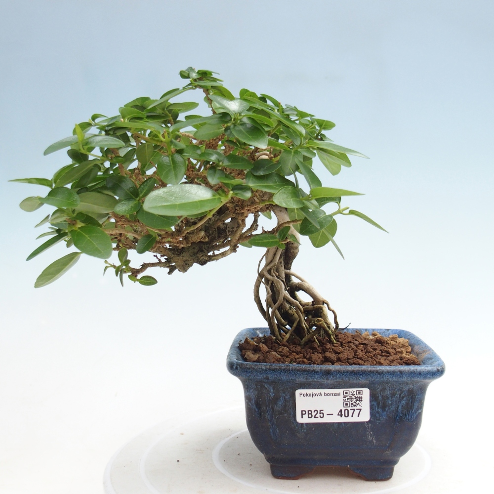 Bonsai voor binnen - Premna serratifolia - Kozlovna malolista