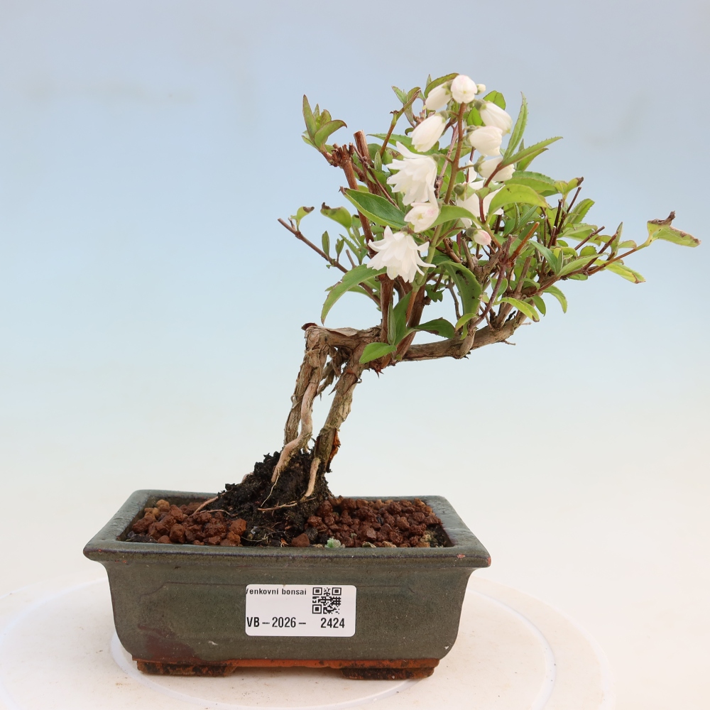 Bonsai voor buiten - Deutzia scabra Candidissima - Drieknop
