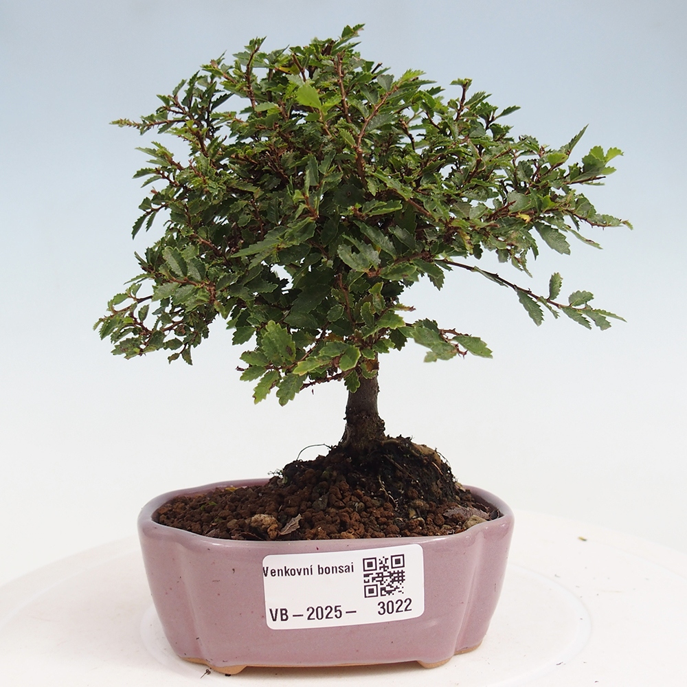 Bonsai voor buiten - Ulmus parvifolia Sagei - Kleinbladige iep