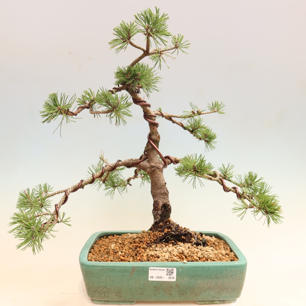 Bonsai voor buiten - Pinus mugo Humpy  - Bergden