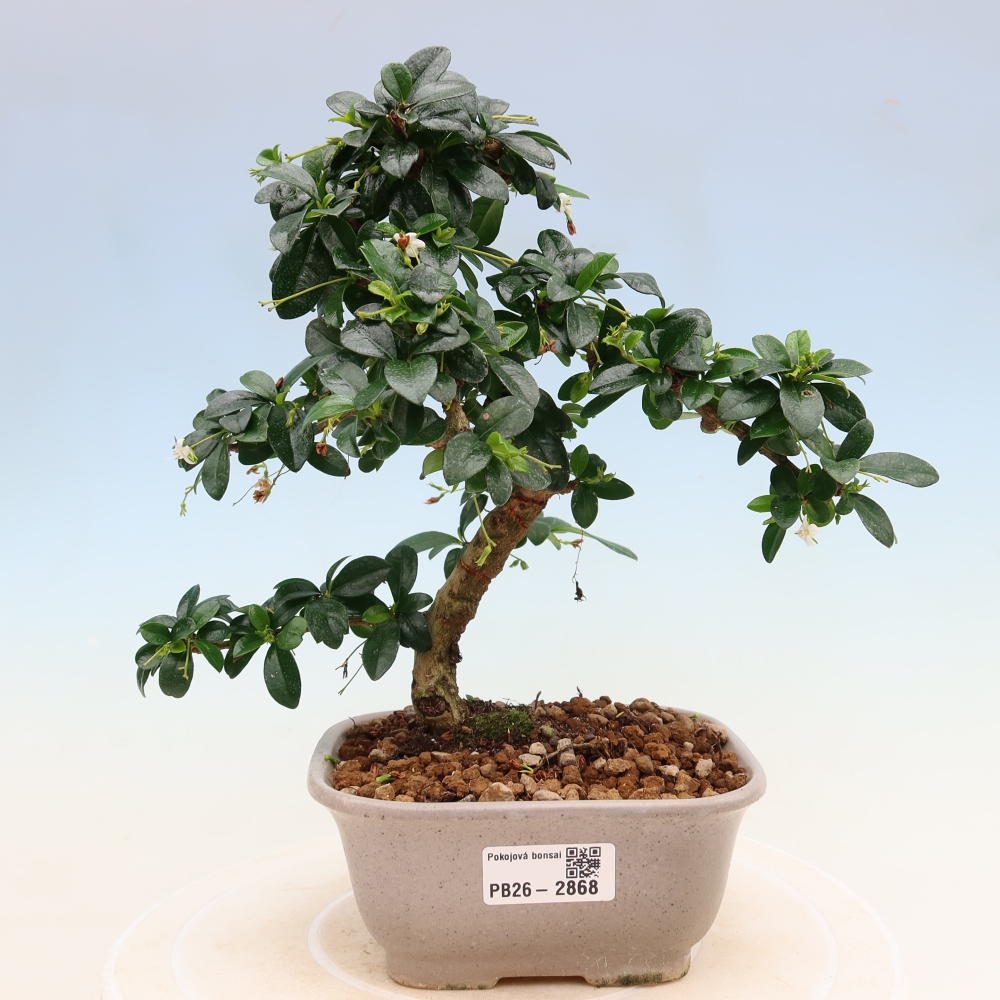 Kamerbonsai - Carmona macrophylla - Thee fuki