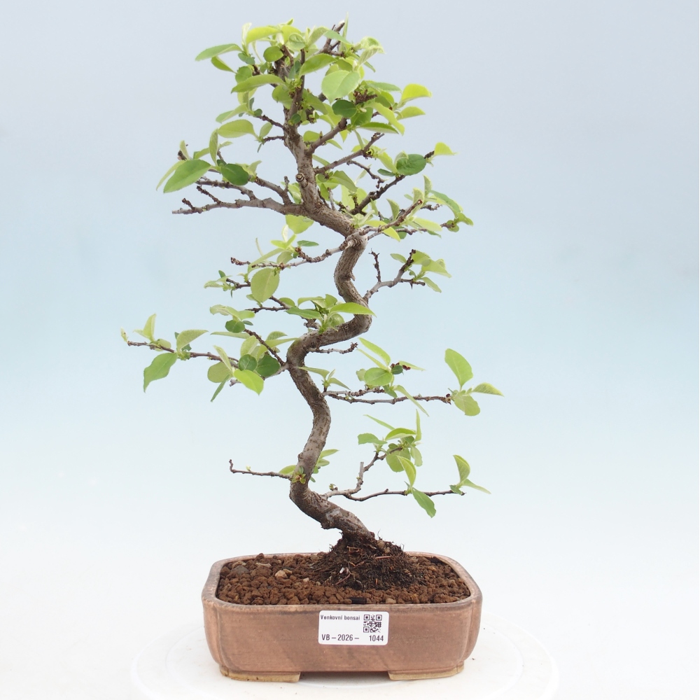 Bonsai voor buiten - Chaneomeles chinensis