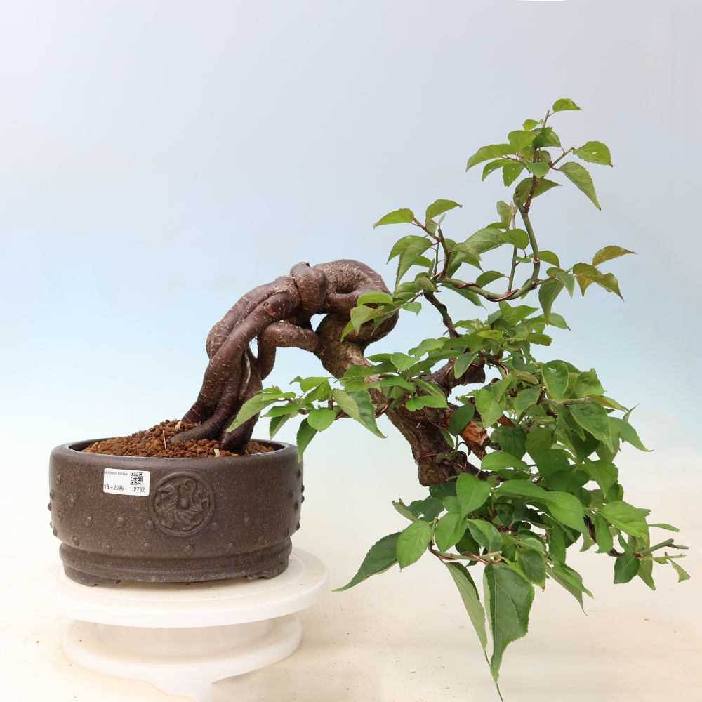 Bonsai voor buiten – Japanse abrikoos – Prunus Mume
