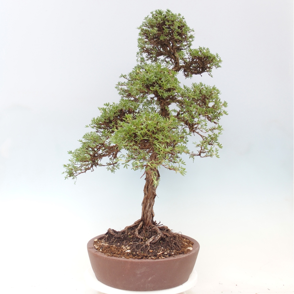 Bonsai voor buiten - Potentila fruticosa
