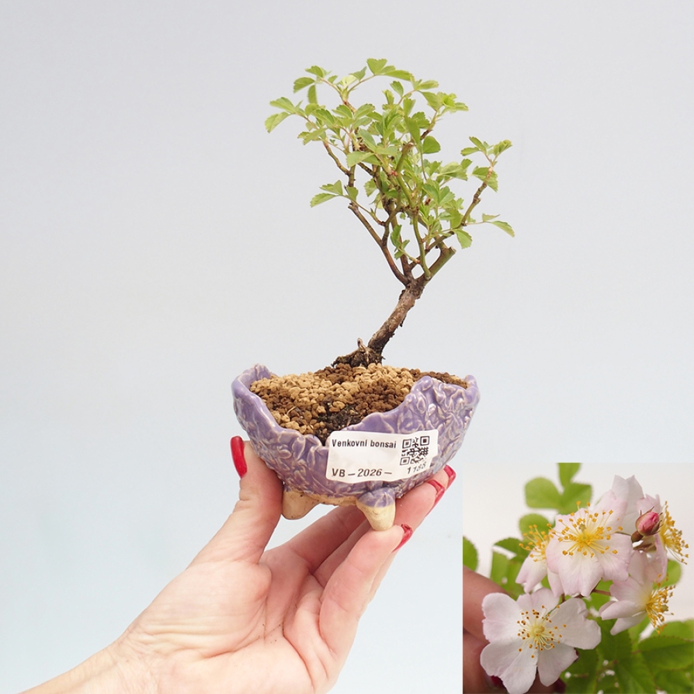 Bonsai voor buiten - Rosa sp. - kleinbloemige roos