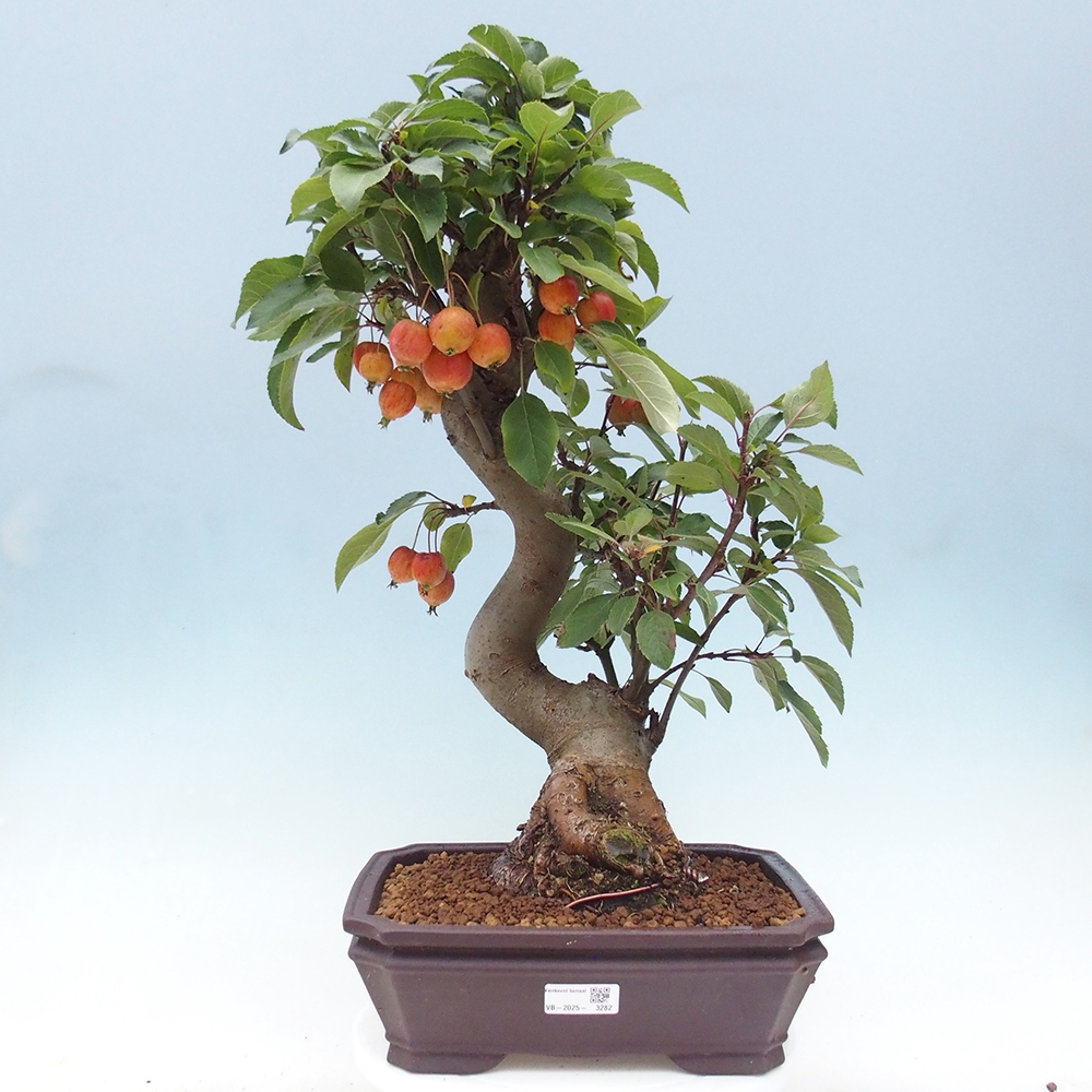 Bonsai voor buiten -Malus halliana - Appelboom met kleine vruchten