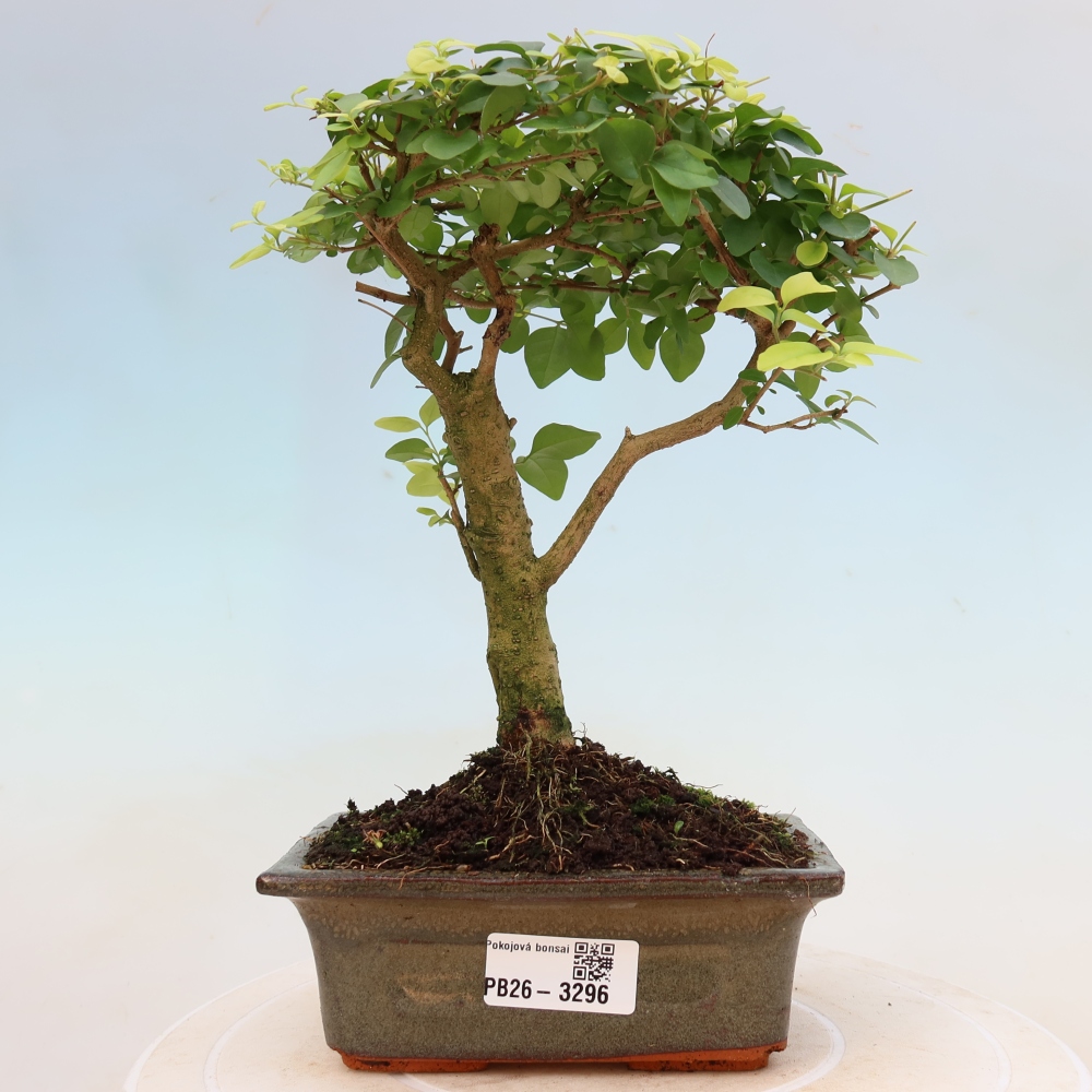 Kamerbonsai -Ligustrum chinensis - Vogelsnavel