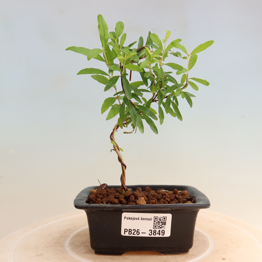 Kamerbonsai-PUNICA granatum nana-Granaatappel