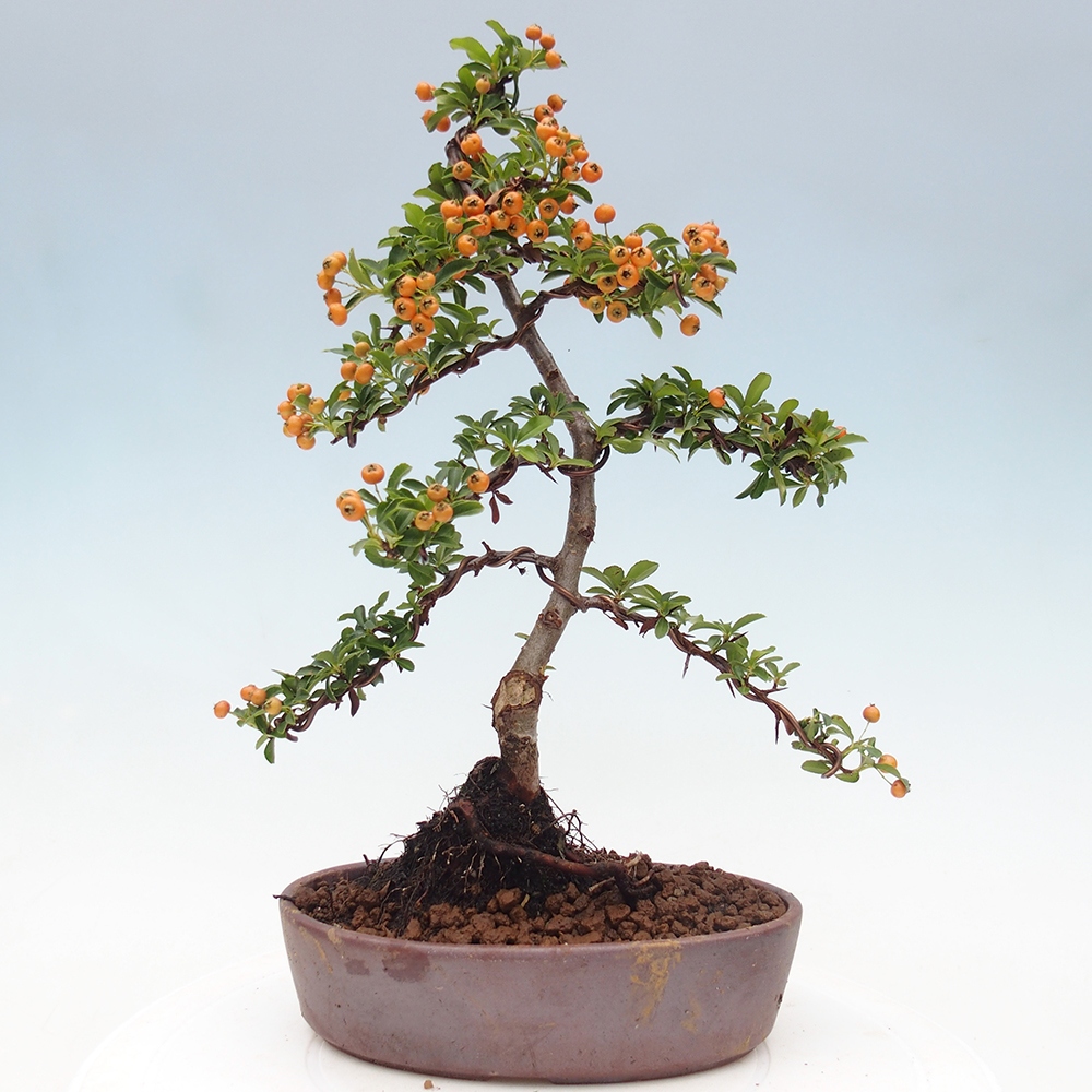 Bonsai-Pyracantha Teton voor buiten -Hlox