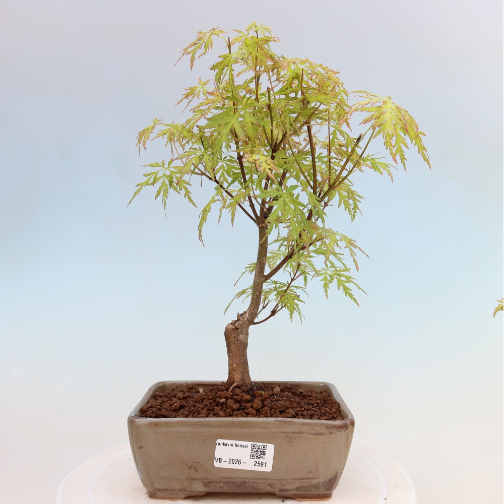 Bonsai voor buiten - Acer palmatum Dissectum