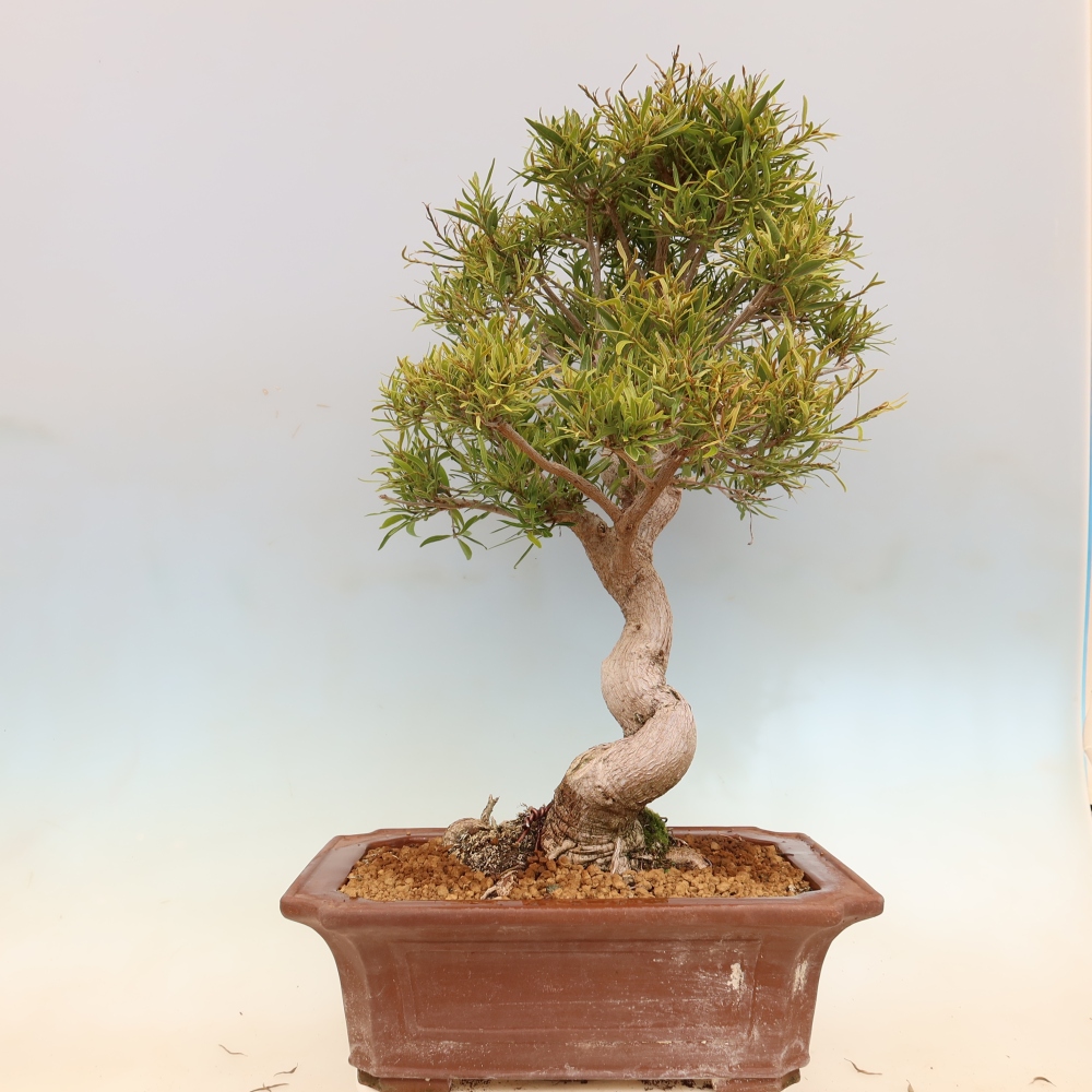Kamerbonsai - Ficus nerifolia - kleinbladige ficus