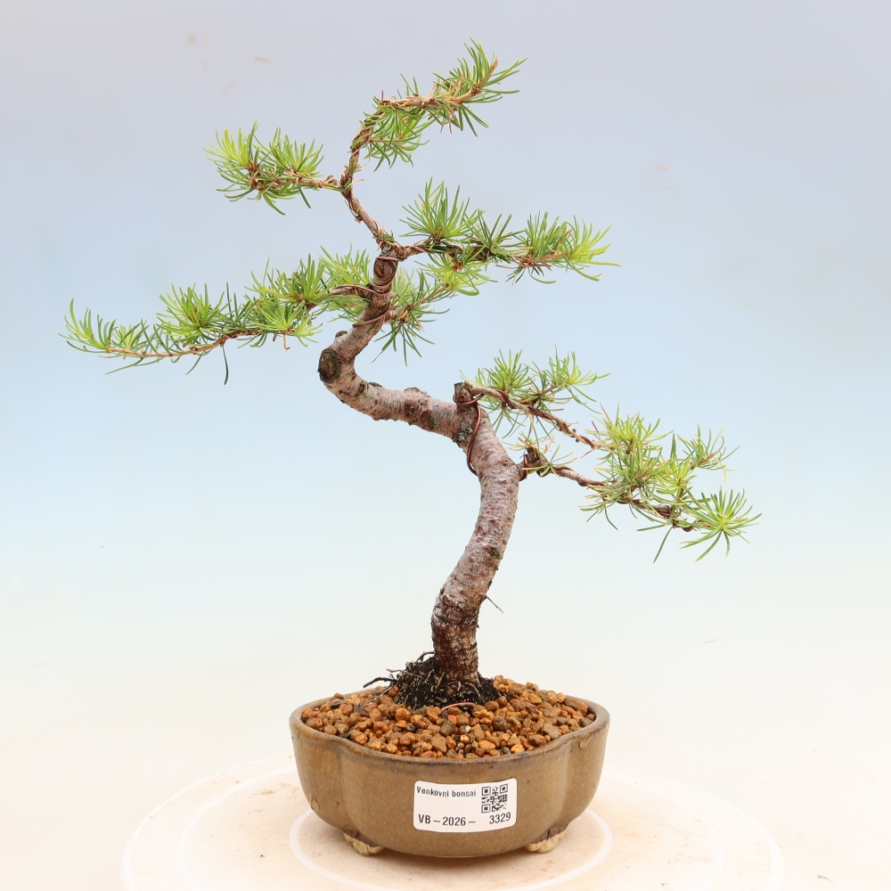 Bonsai voor buiten -Larix decidua - Lariks