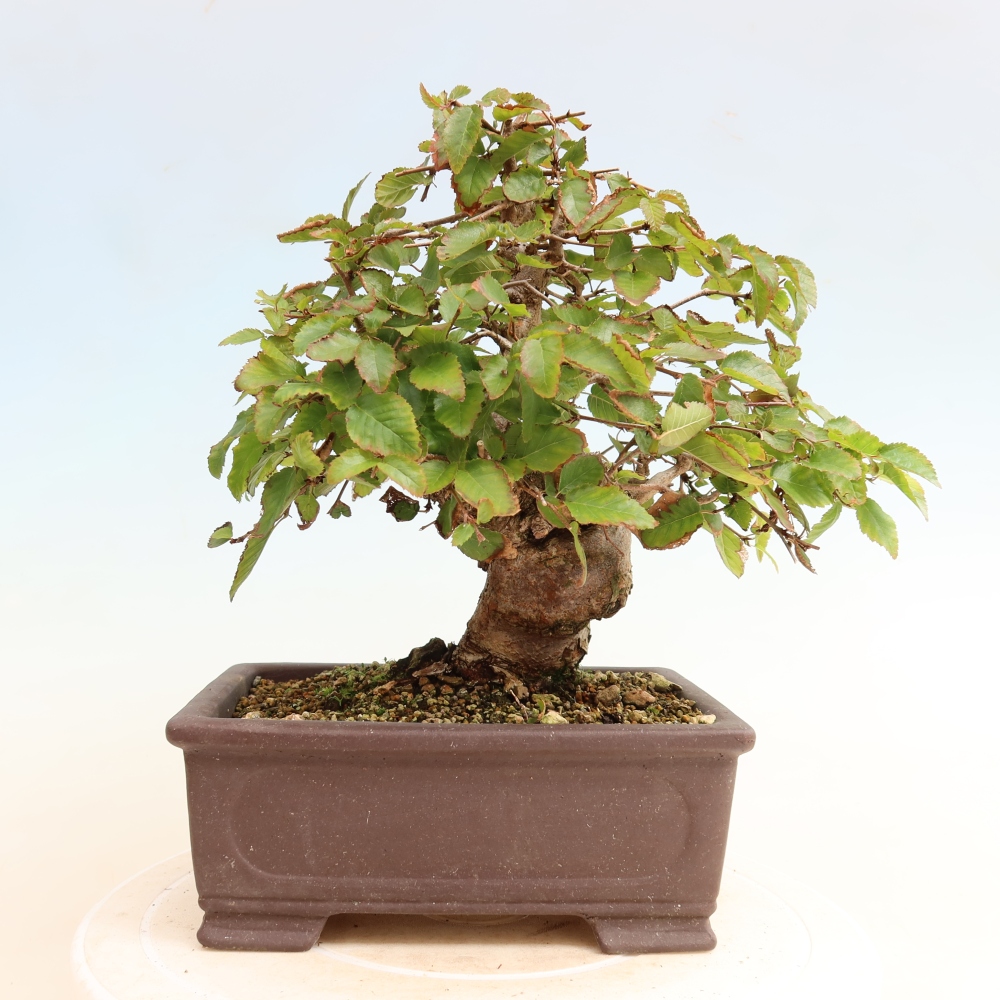Bonsai voor buiten -Carpinus CARPINOIDES - Koreaanse haagbeuk