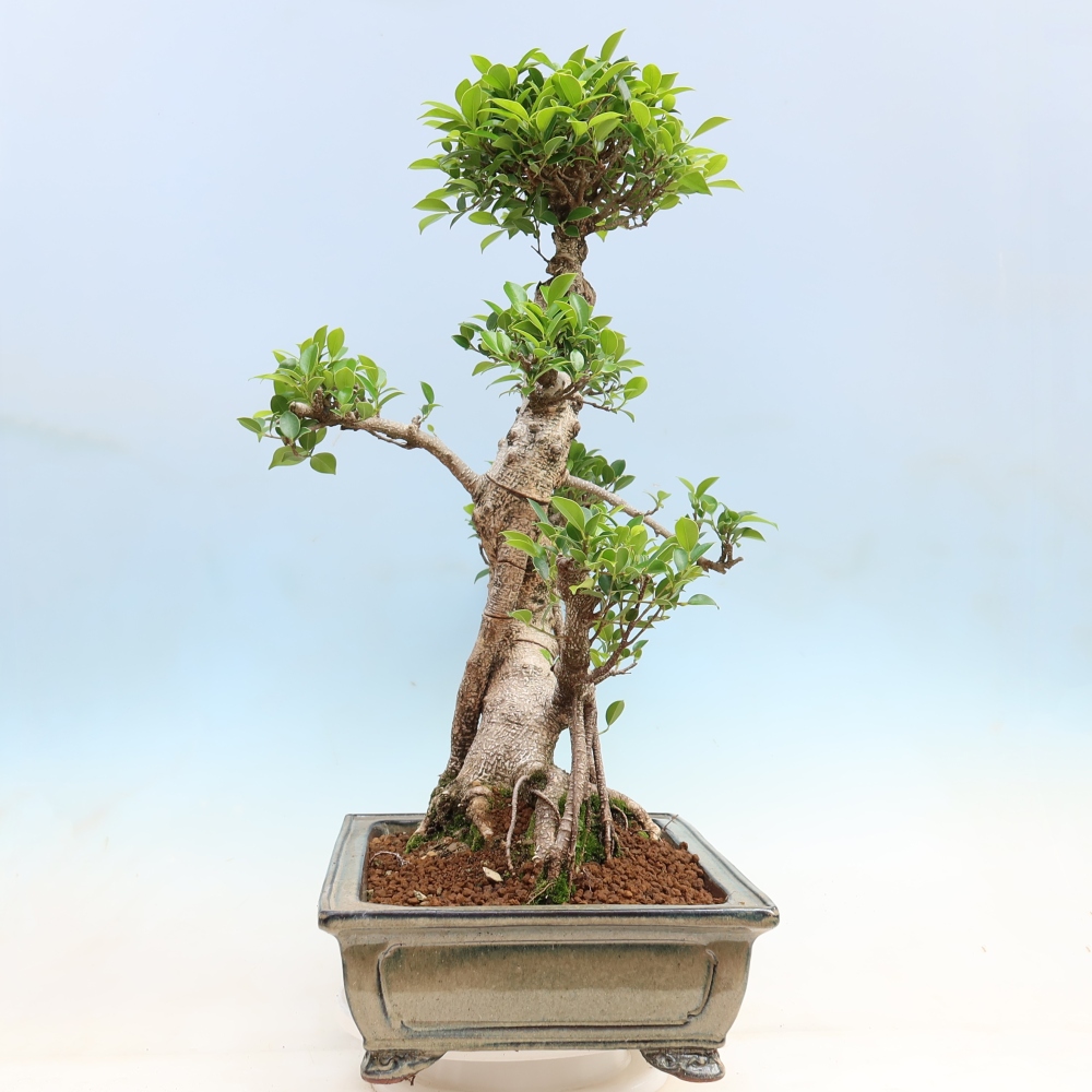 Kamerbonsai - Ficus kimmen - kleinbladige ficus