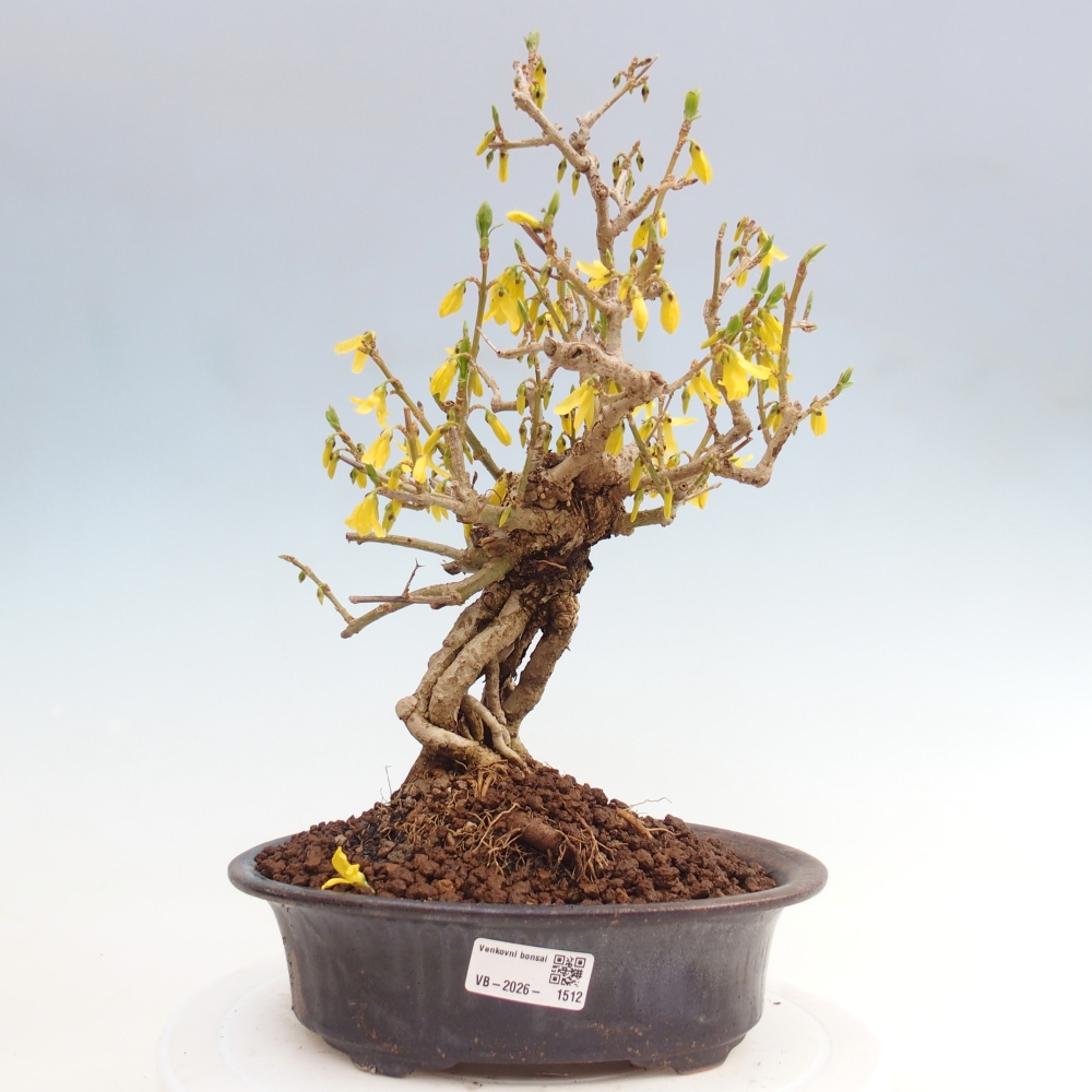 Bonsai voor buiten - Zlatice - Forsythia koreana
