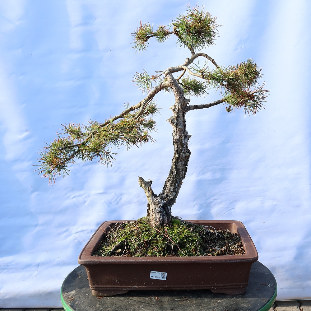 Pinus sylvestris Spanje - grove den