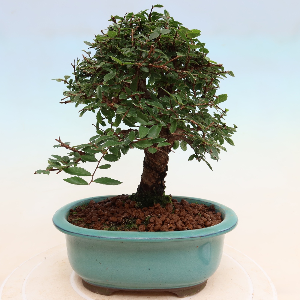 Bonsai voor buiten - Zelkova - Zelkova NIRE