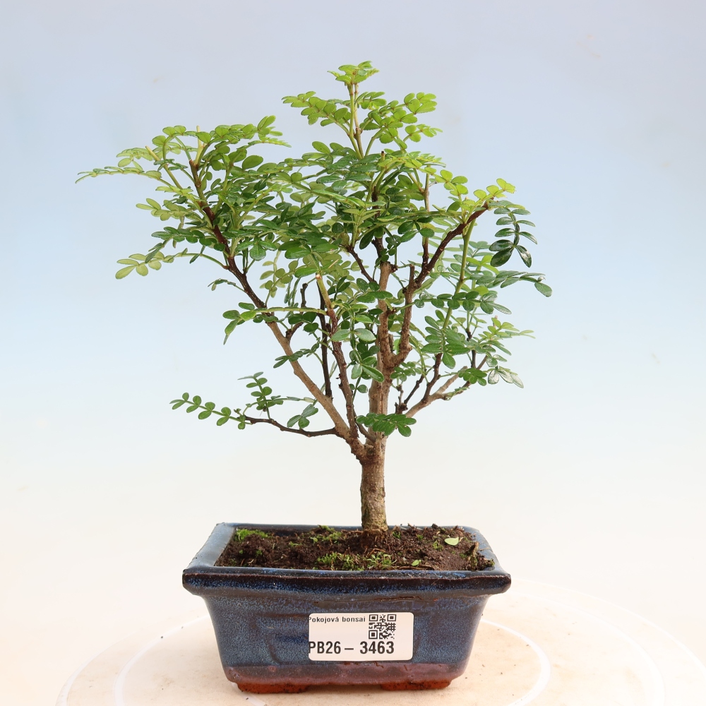 Kamerbonsai - Zantoxylum piperitum - peperboom