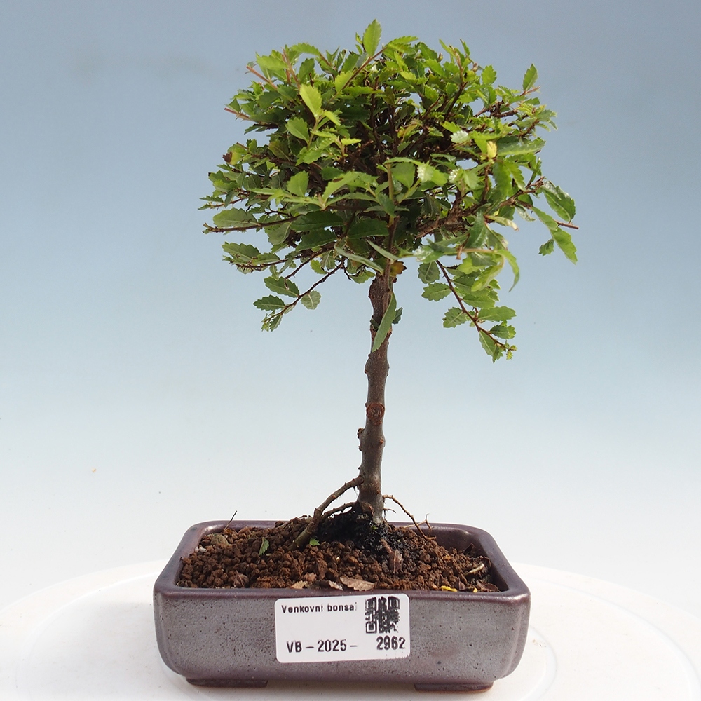 Bonsai voor buiten - Ulmus parvifolia Sagei - Kleinbladige iep