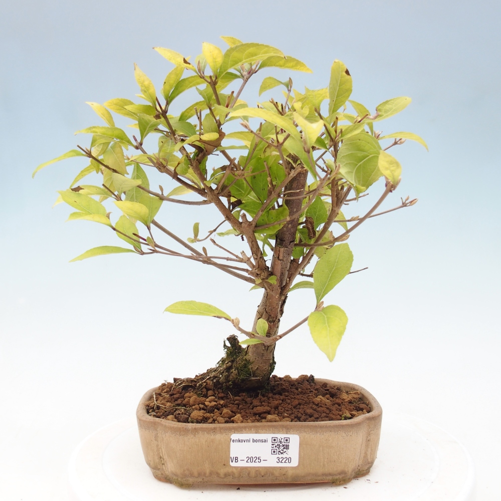 Bonsai voor buiten - Callicarpa japonica