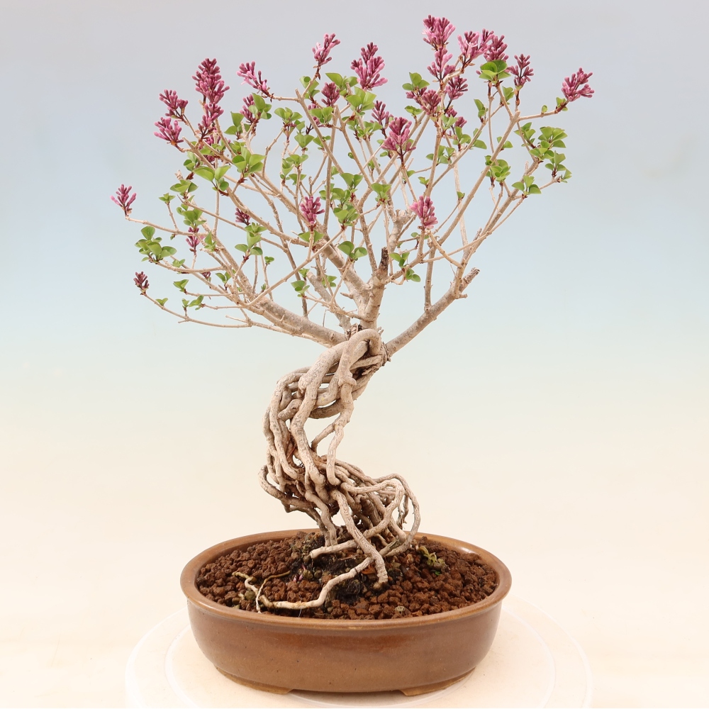 Bonsai voor buiten - Syringa microphylla - kleinbloemige sering