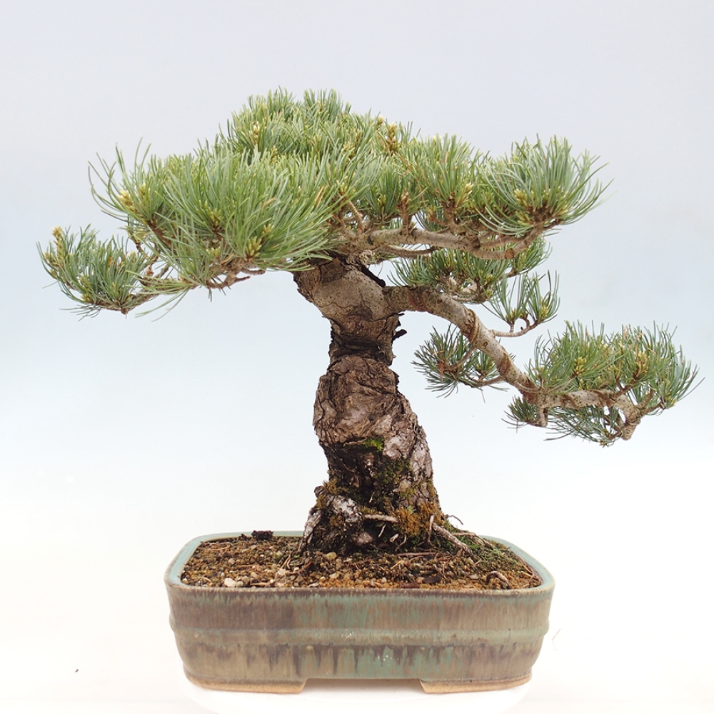Bonsai voor buiten - Pinus parviflora - Pinus parviflora
