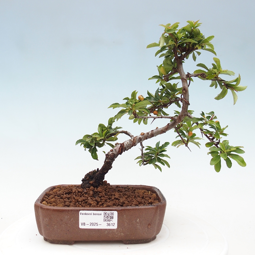 Bonsai-Pyracantha Teton voor buiten -Hlox