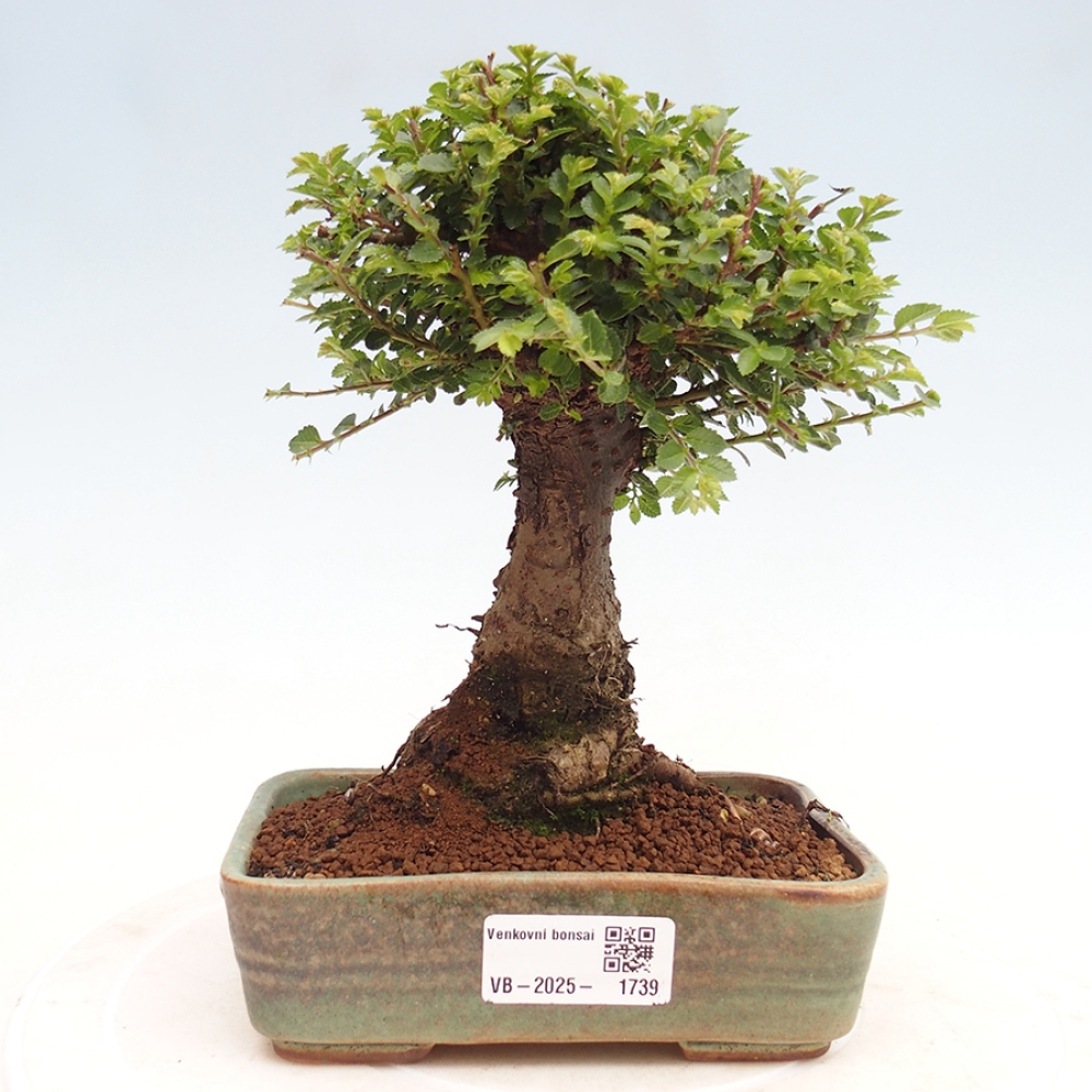 Bonsai voor buiten - Ulmus parvifolia Hokkaido - Chinese iep